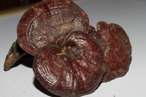 Ganoderma-mushroom-review