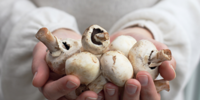 reishi mushrooms does it work