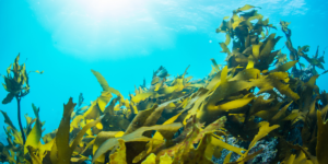 aquamin red seaweed review