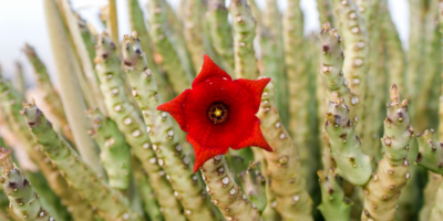 Caralluma fimbriata