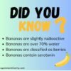 Facts-about-bananas